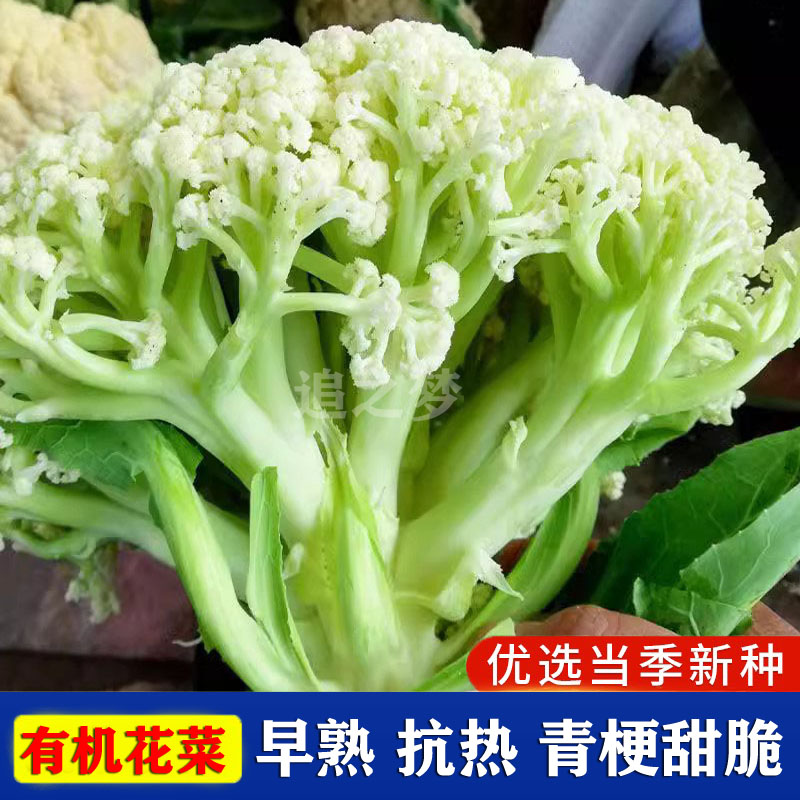 花椰菜苗耐寒耐热有机菜花秧苗