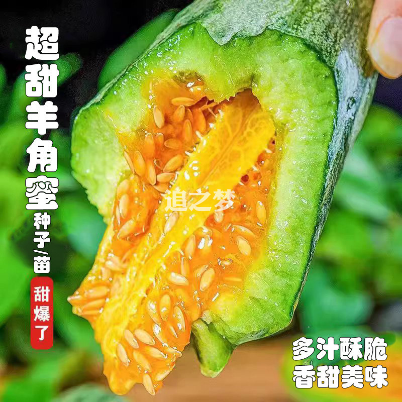 超甜羊角蜜甜瓜种子苗秧早熟大牛角酥香瓜籽春秋天四季水果蔬菜孑