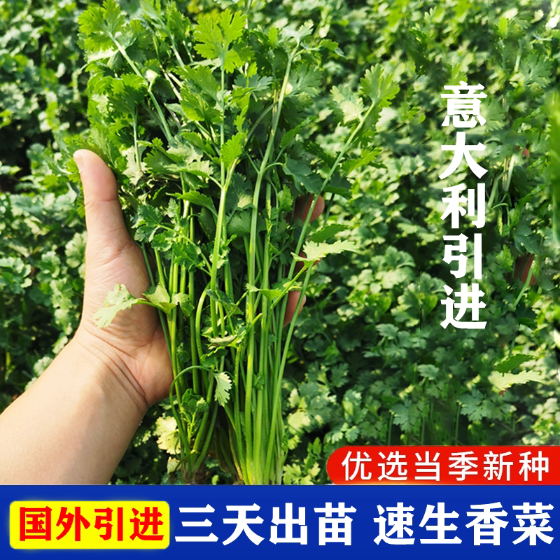 意大利3天出速生香菜种子 耐热高产大叶香菜籽 小叶香菜蔬菜芫荽