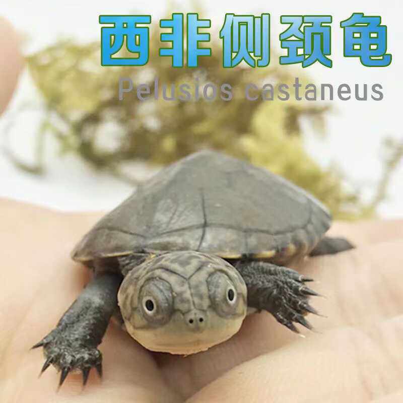 西非沼泽侧颈歪脖子可爱鱼缸深水萌宠家养宠物龟微笑脸活物小乌龟