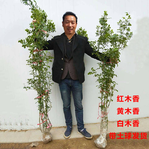 【花期带花】木香花爬藤植物好养阳台庭院耐寒耐晒黄木香花苗盆栽