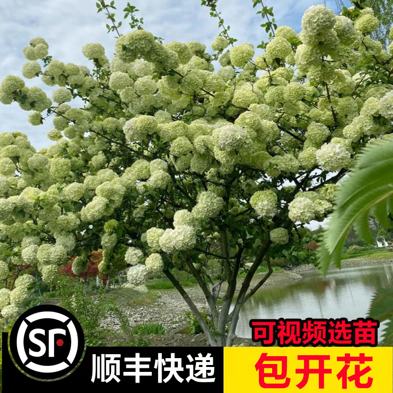 中华木绣球耐寒大花斗球庭院景观