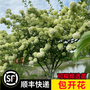 正宗中华木绣球斗球棒棒糖树形中国木绣球庭院观景树名贵树伊琪拉