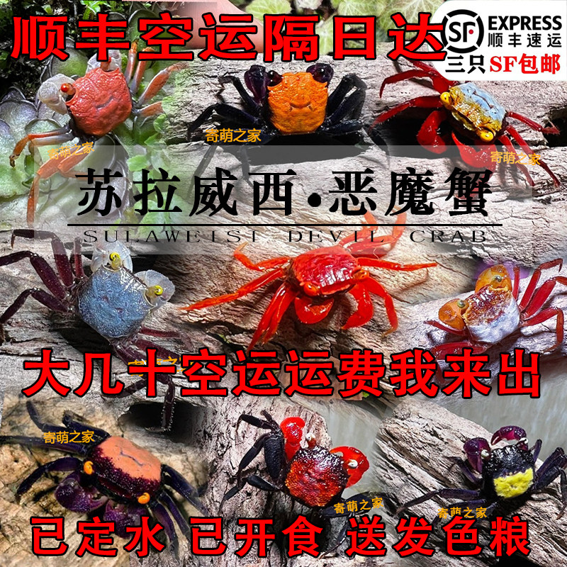 苏拉威西恶魔蟹乖巧可爱蟹观赏蟹淡水蟹沙蟹寄居蟹水陆雨林蟹迷你