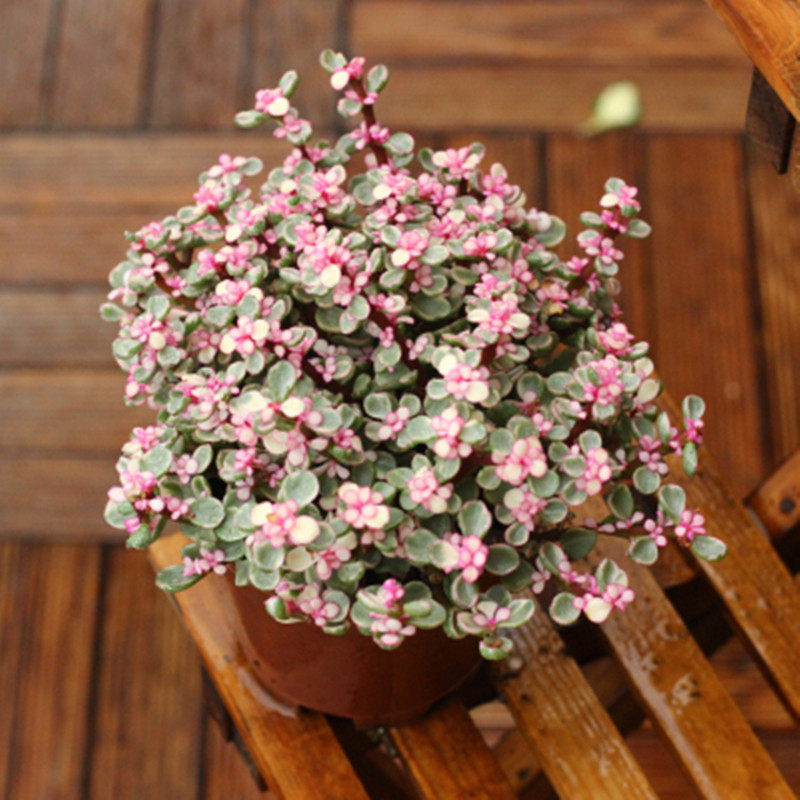 Gagaku Succulent plants Jinzhiyuye Green plant Potted plant Evergreen purify atmosphere indoor Botanyin the Flower delivery/Flowers simulation/Plants gardening , Flowers/Potted plants (New) , Plants  category - from Buy2taobao.com to provide professional Taobao agent buy service