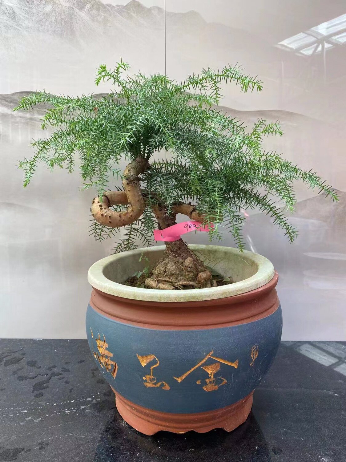 澳洲杉盆景大型室内盆栽绿植罗汉松松植物客厅四季常青净化空气