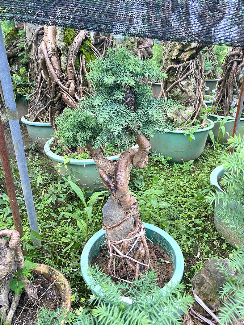 附石澳洲松盆景室内办公室绿植花卉客厅抱石老树桩艺术盆栽送礼