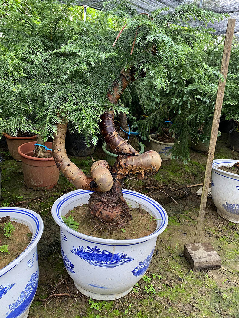 澳洲杉不老松盆栽装饰树四季常青绿植大客厅盆栽吸甲醛净化空气