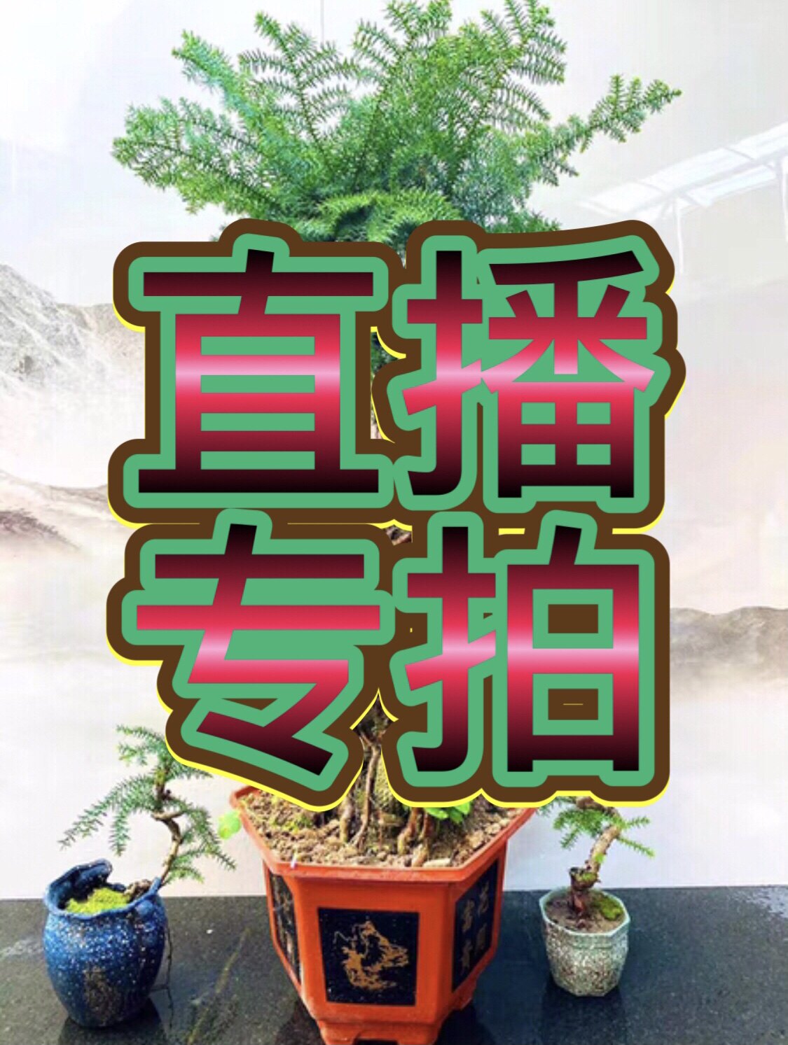 澳洲杉盆景树桩老桩盆栽美化环境