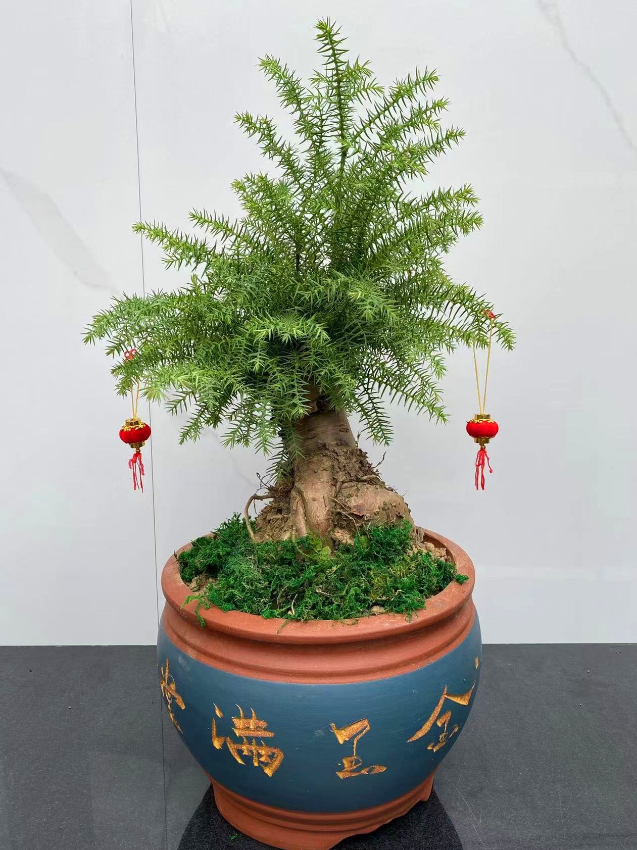 澳洲杉松桌面盆景绿植盆栽植物室内好养净化空气办公室四季常青