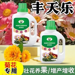 丰天乐菊花专用壮花养果增产增收壮花保果花朵大分枝多