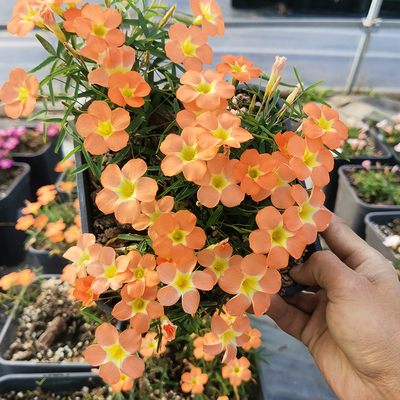 新手好养多年生阳台花园酢浆草