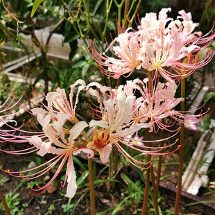 石蒜种球落晚先生耐寒耐热香石蒜武陵长筒海滨玫瑰红蓝多品种可选