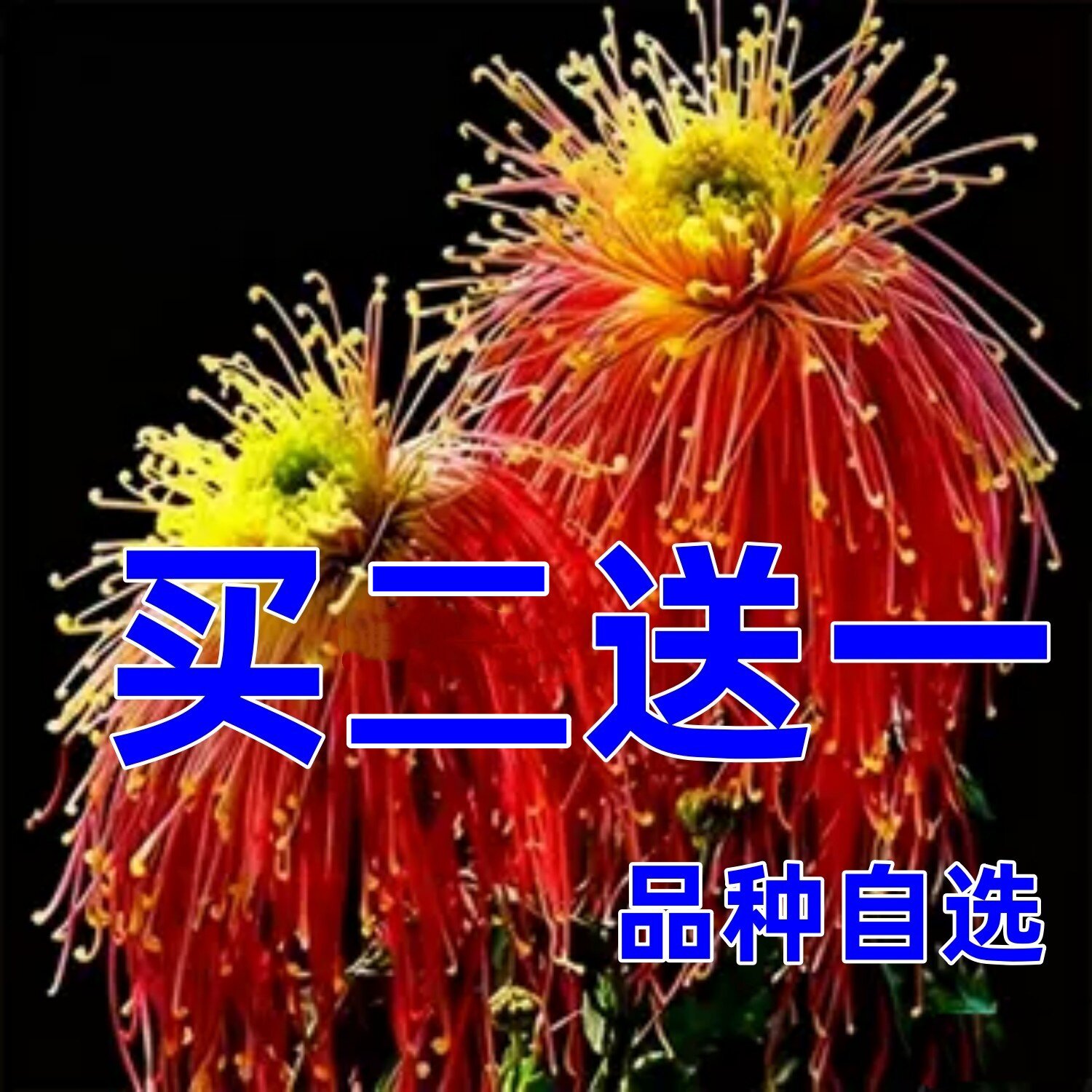 秋菊盆栽带花苞发货金丝菊花期长图片