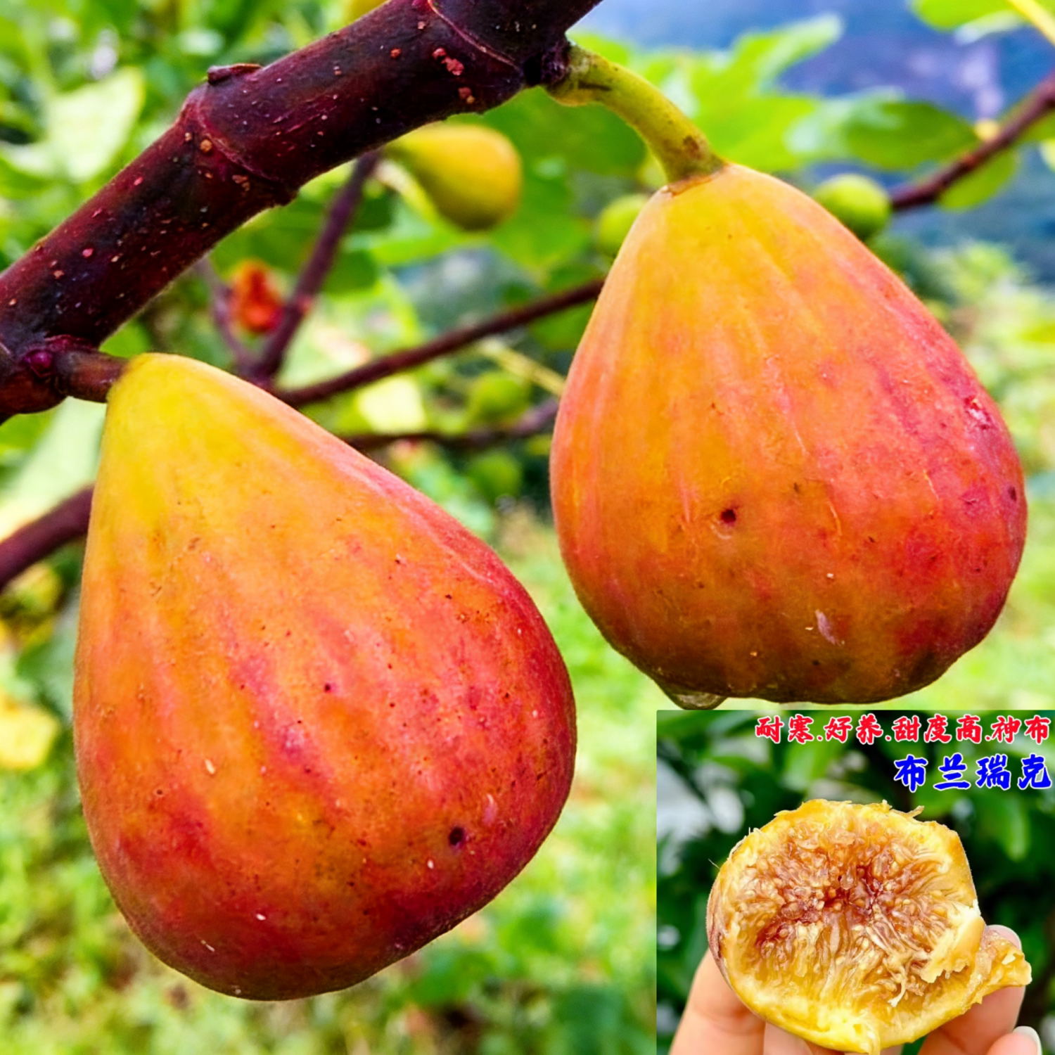 无花果树果苗格莱斯波姬红大果南方北方阳台庭院盆栽地栽当年结果