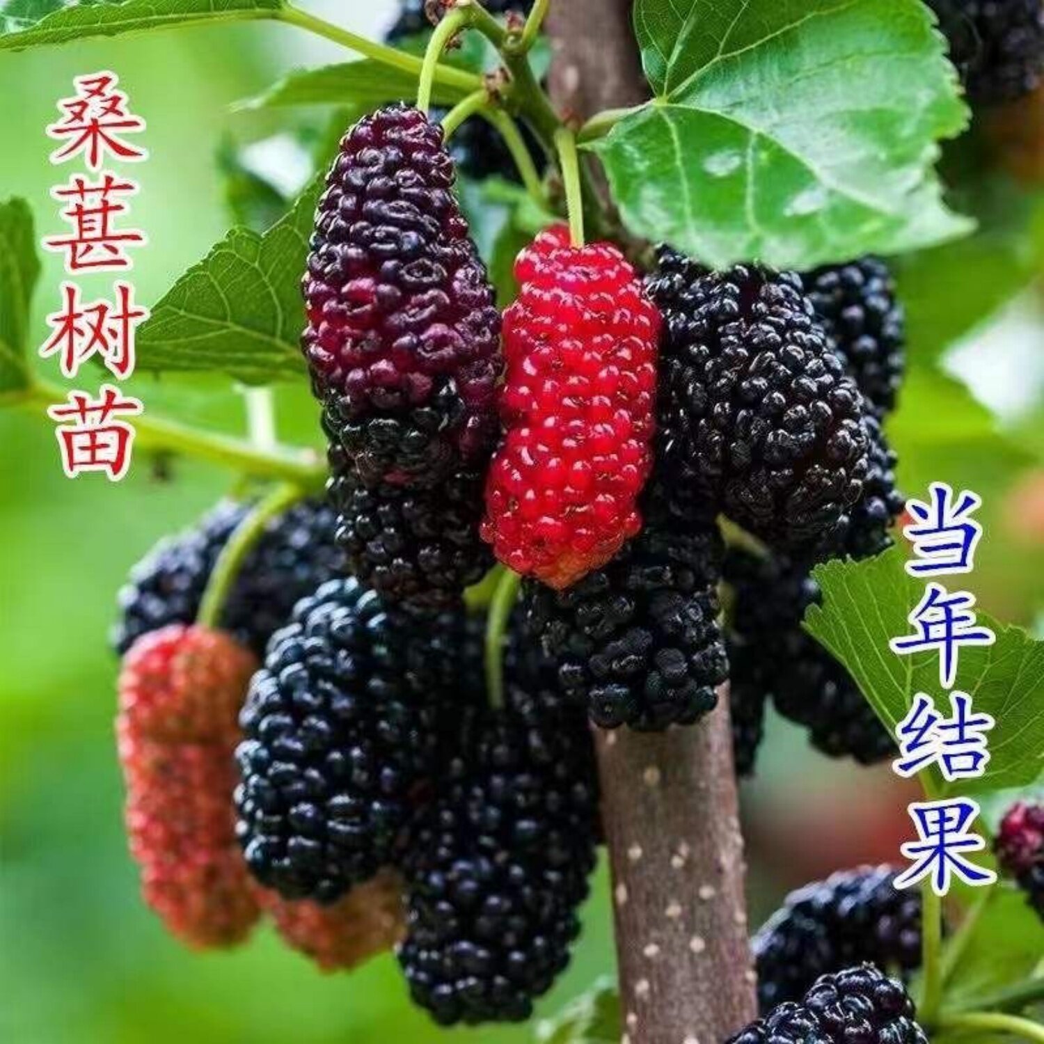 桑椹果树苗中国黑桑葚树苗庭院盆栽地栽南方北方种植隔年结果桑树