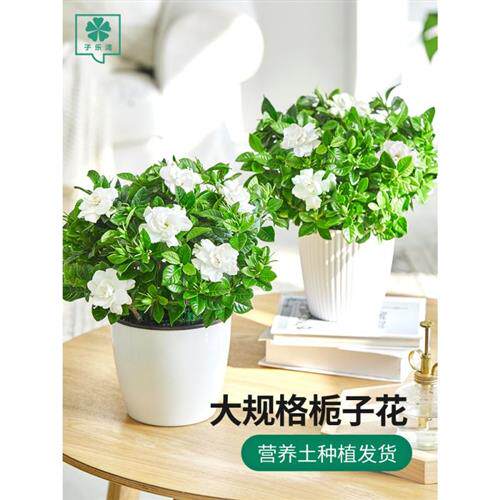 栀子花盆栽带花苞家居四季开花观花植物室内好养的常年开花卉盆栽