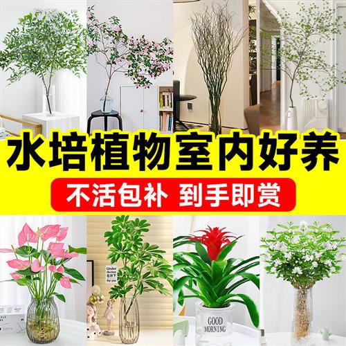 水培植物室内好养活懒人客厅无土纯水培绿植适合水养的花卉四季开图片