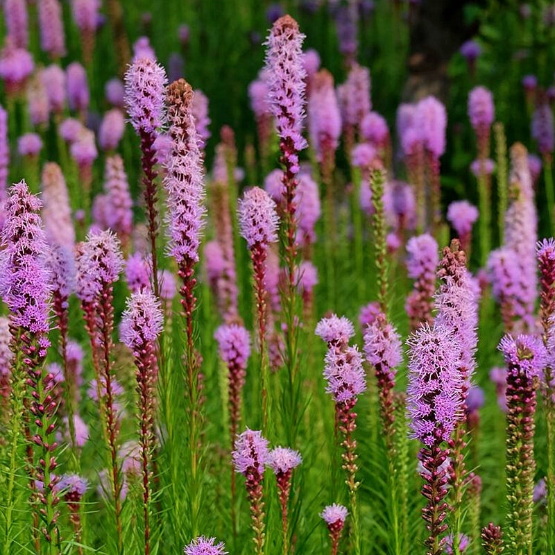 蛇鞭菊种球荷兰进口多年生裸球当年夏季开花球根耐寒花园花境花卉