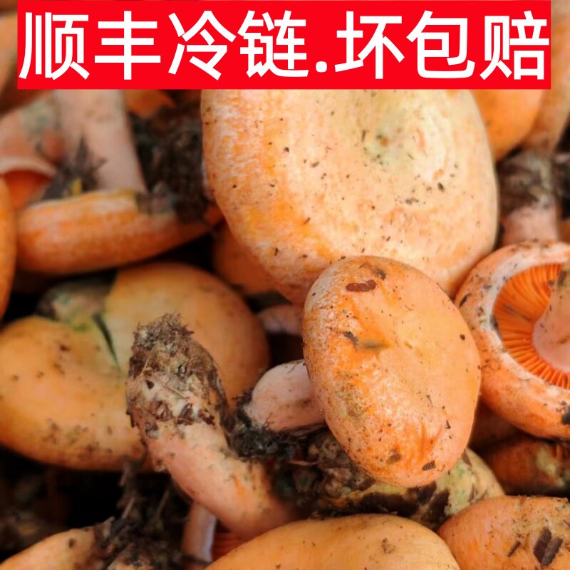 新鲜野生枞树菌三九菇松树菌现货