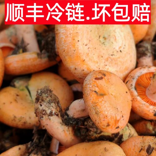 新鲜野生枞树菌三九菇松树菌现货