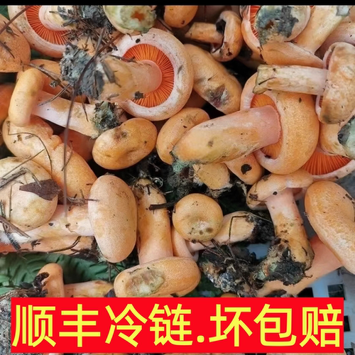 新鲜现货黄枞树菌谷熟菌松树菌