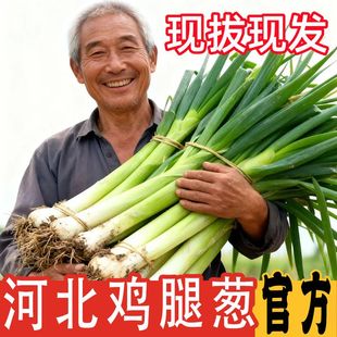 【超实惠】河北鸡腿葱甜葱冬储农家自种葱蘸酱新鲜蔬菜批发鸡腿葱
