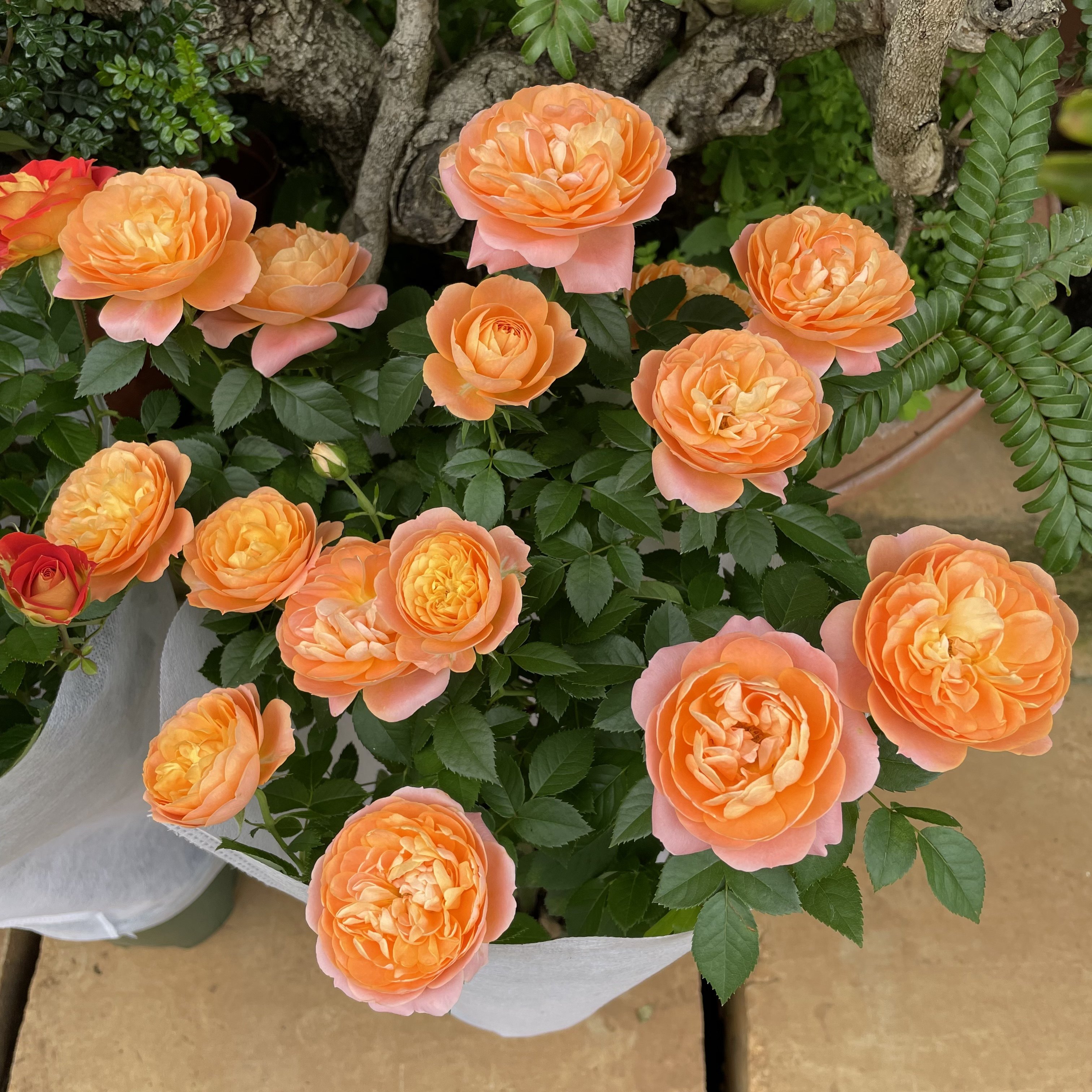 果汁阳台月季花卉盆栽欧洲蔷薇玫瑰带花苞发货大花浓香型植物好养,鲜花速递/花卉仿真/绿植园艺,月季/蔷薇/玫瑰,淘宝优惠券,粉丝福利购,淘宝优惠卷