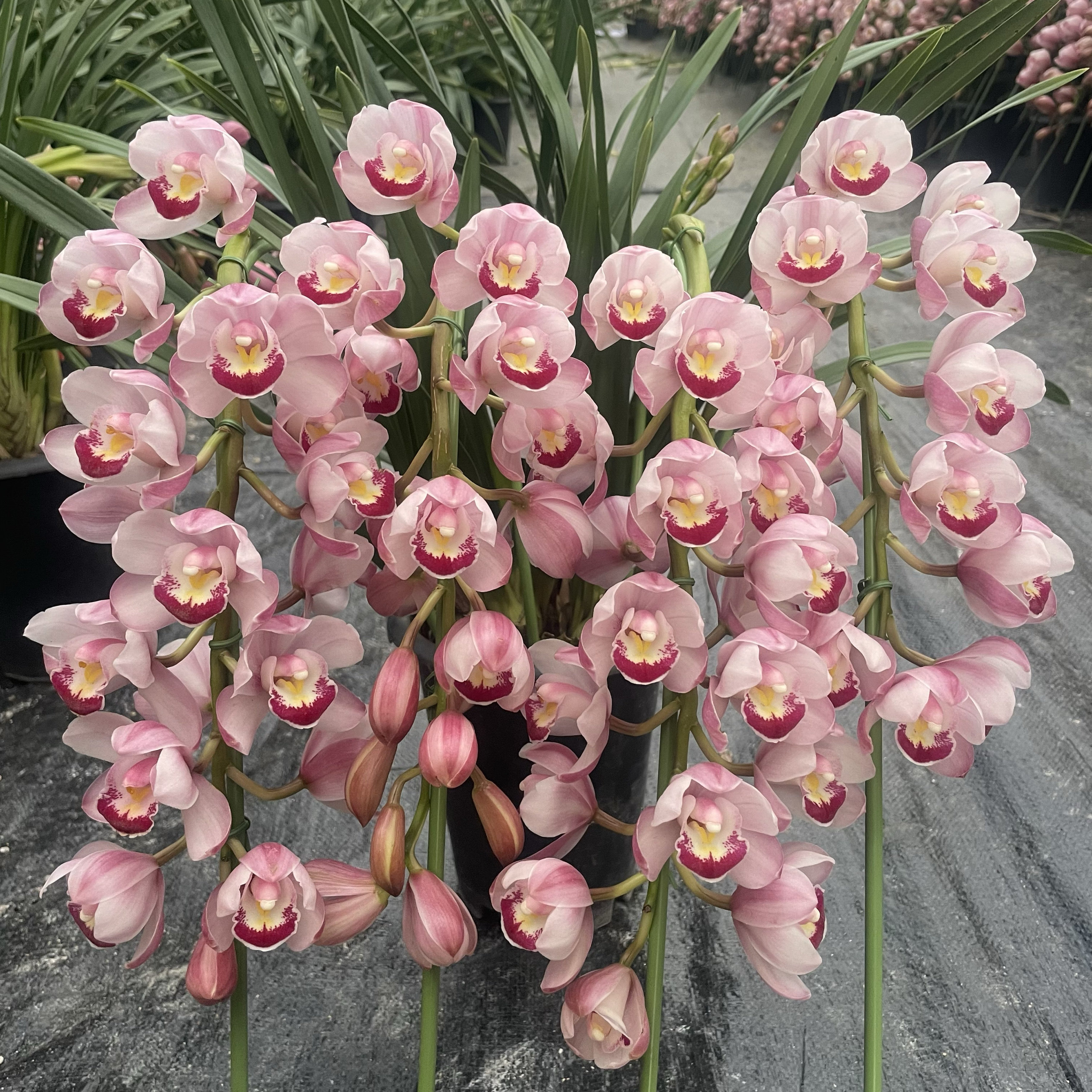 精品大花蕙兰年宵花卉带花苞室内盆栽客厅阳台浓香型兰花绿植花卉