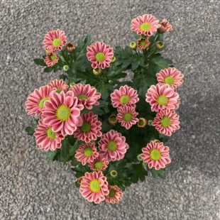 雏菊盆栽玲珑菊多年生开花菊花四季阳台花卉庭院耐寒原盆原土发货