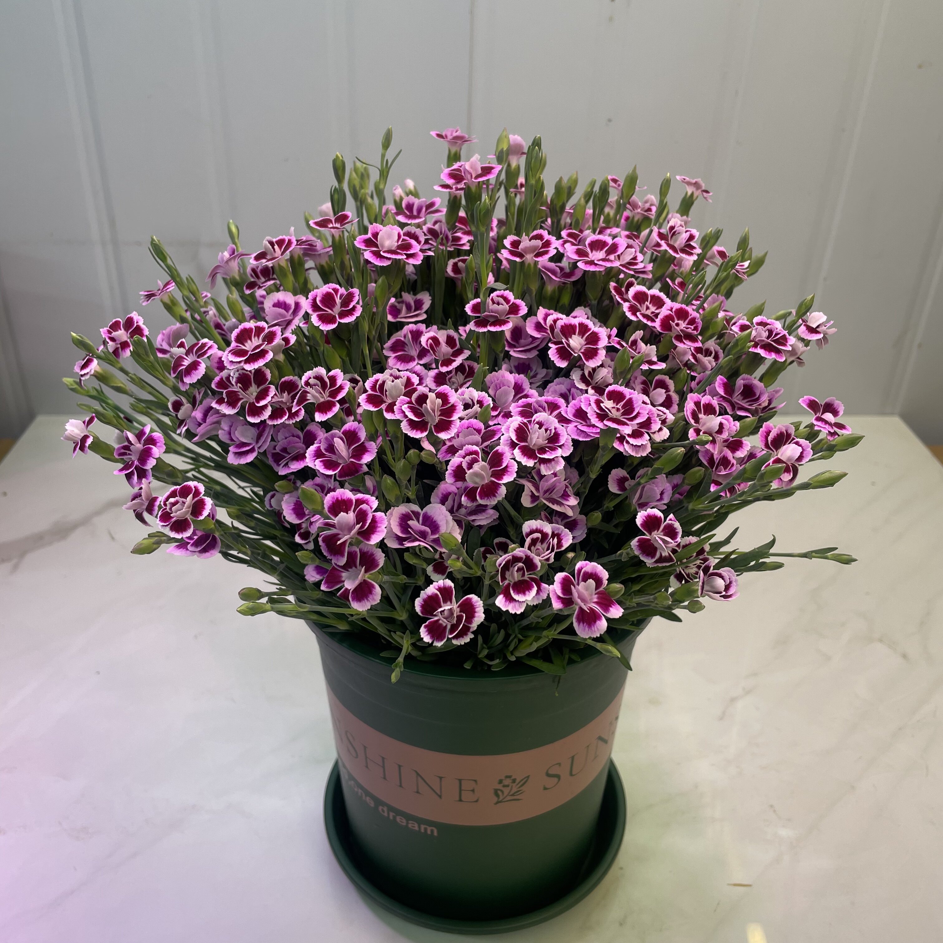 石竹初吻奥斯卡花苗盆栽花苞庭院耐寒草坪多年生花卉阳台四季开花