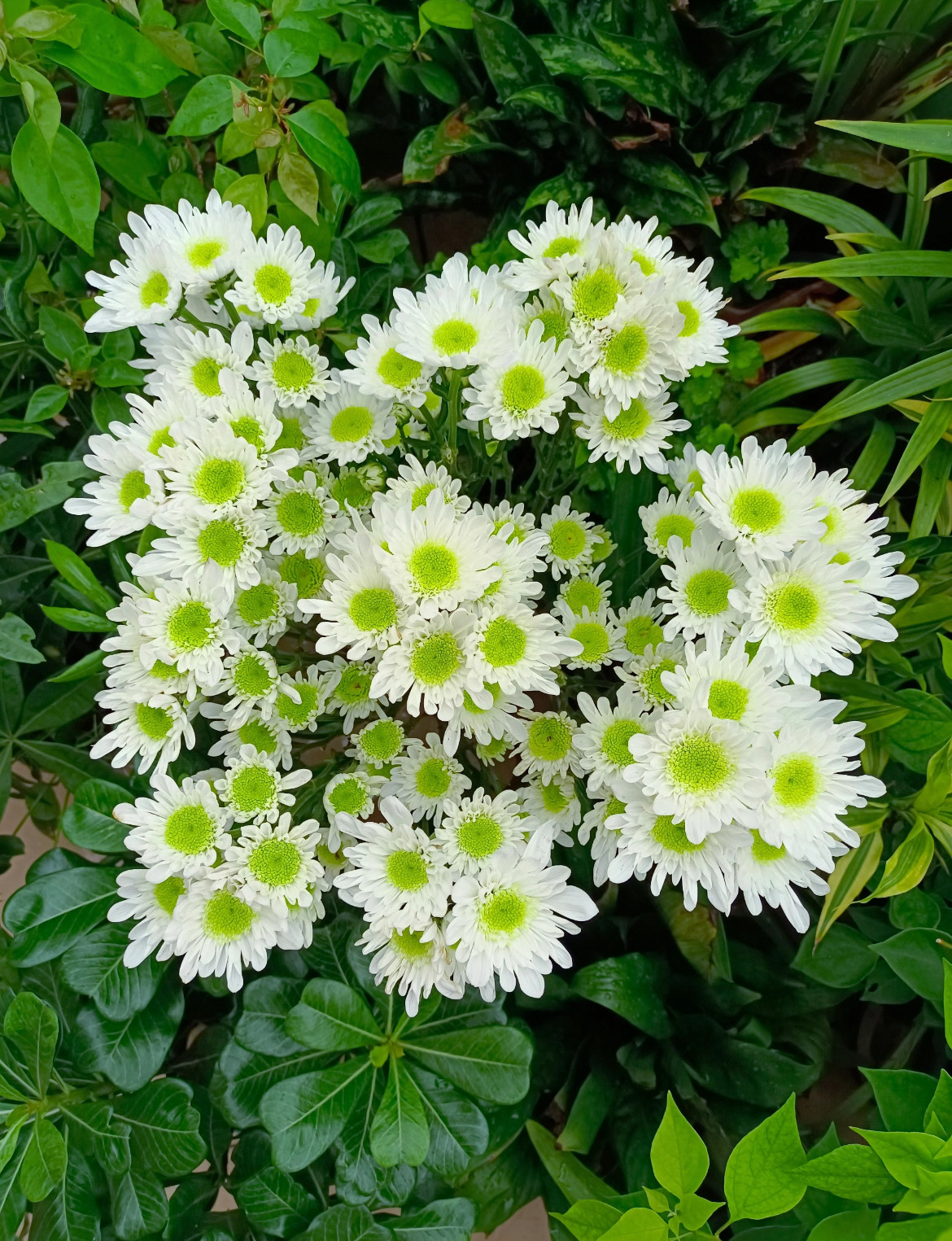 菊花瑞多斯特盆栽耐高温喜阳光多年生四季开花室内阳台好养包邮