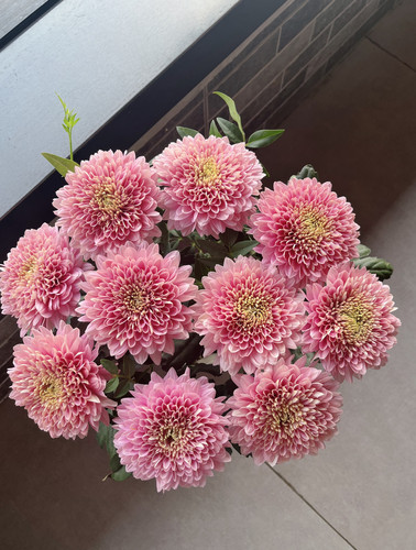 香槟粉小菊盆栽带花苞室内阳台庭院好养