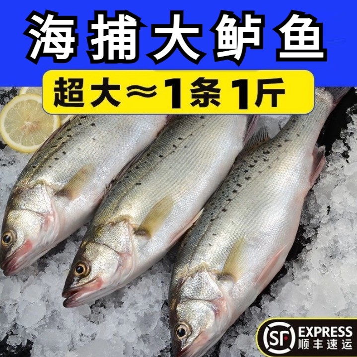 新鲜大鲈鱼花鲈鱼寨花鱼鲈板鱼海鱼海产品海鲜类水产生鲜冷冻食品