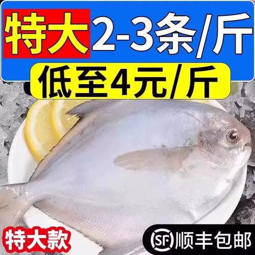 野生银鲳鱼新鲜白鲳鱼冷冻海鲜水产鲜活海鱼大鲳鱼昌鱼平鱼批发价