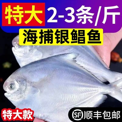 【顺丰】新鲜银鲳鱼鲜活冷冻深海白鲳鱼平鱼镜鱼海鱼扁鱼新鲜水产