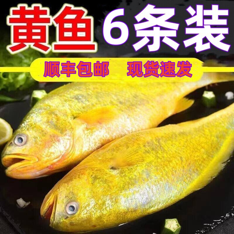 大黄花鱼整箱东海新鲜大黄鱼鲜活冷冻海鲜水产海鱼类生鲜海鲜