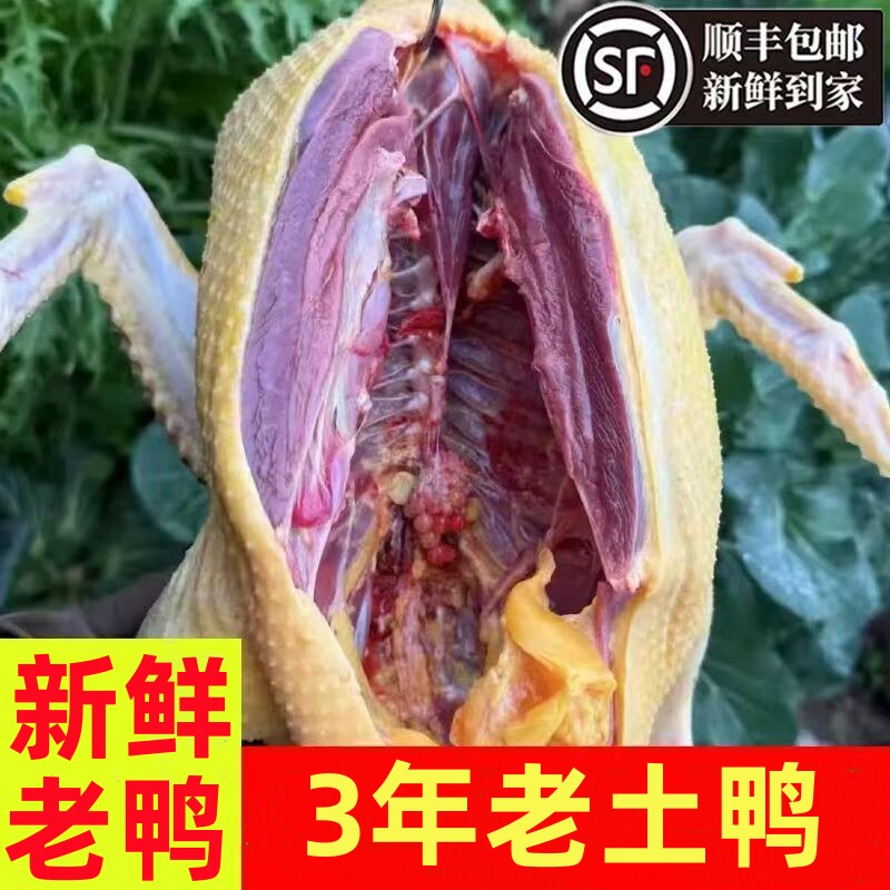 【3年老鸭】正宗散养3年老鸭子土鸭水鸭新鲜鸭子整只顺丰包邮