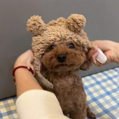 狗狗帽子四季 宠物小熊毛绒头套英短可爱耳朵猫咪小型犬搞怪拍照头