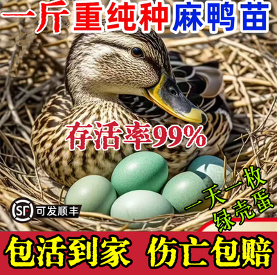 一斤麻鸭活苗半斤大高产绿壳蛋水鸭子活苗旱鸭子大种土鸭小鸭活苗