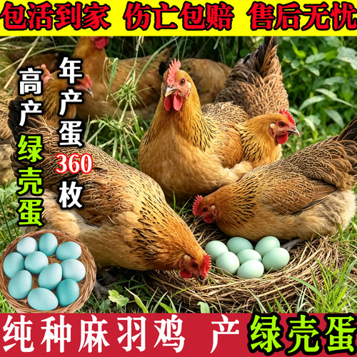 鸡活苗麻羽鸡活苗高产绿壳鸡活苗母鸡活苗小鸡活苗产蛋王土鸡活苗