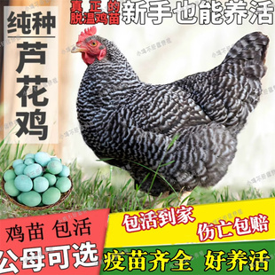 芦花鸡活苗半大一斤脱温鸡活苗散养黑白芦花绿壳蛋鸡活苗小鸡活苗