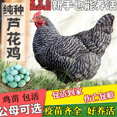芦花鸡活苗半大一斤脱温鸡活苗散养黑白芦花绿壳蛋鸡活苗小鸡活苗