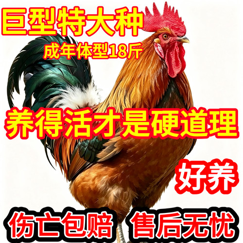 九斤红公鸡活苗阉鸡活苗土鸡小鸡活苗巨型大种红公鸡活苗肉鸡活苗