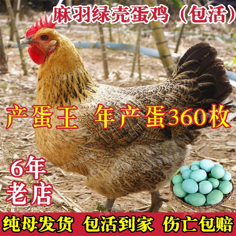 麻羽鸡活苗母鸡蛋鸡半斤一斤小鸡活苗土鸡活苗高产绿壳蛋产蛋王鸡