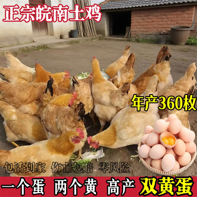 皖南土鸡活苗高产双黄蛋鸡活苗母鸡小鸡活苗产蛋王下蛋鸡小鸡活苗