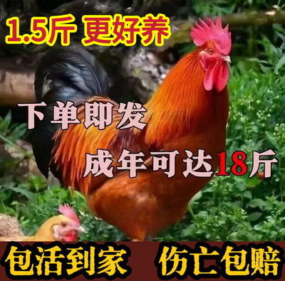 1.5斤散养九斤红公鸡活苗红玉阉鸡活苗土鸡活苗巨型大种公鸡肉鸡