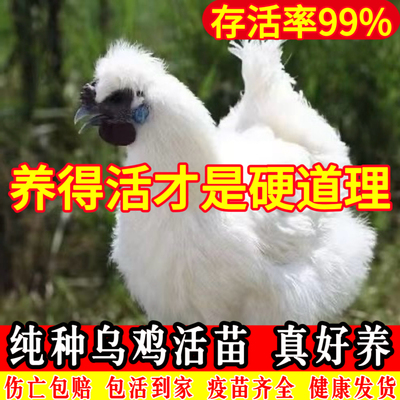 乌鸡活苗纯种白凤乌鸡活苗泰和乌鸡活苗竹丝鸡小鸡活苗乌骨鸡活苗