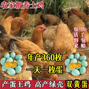 麻羽鸡土鸡活苗小鸡活苗高产绿壳双黄蛋鸡苗母鸡活苗产蛋王鸡活苗