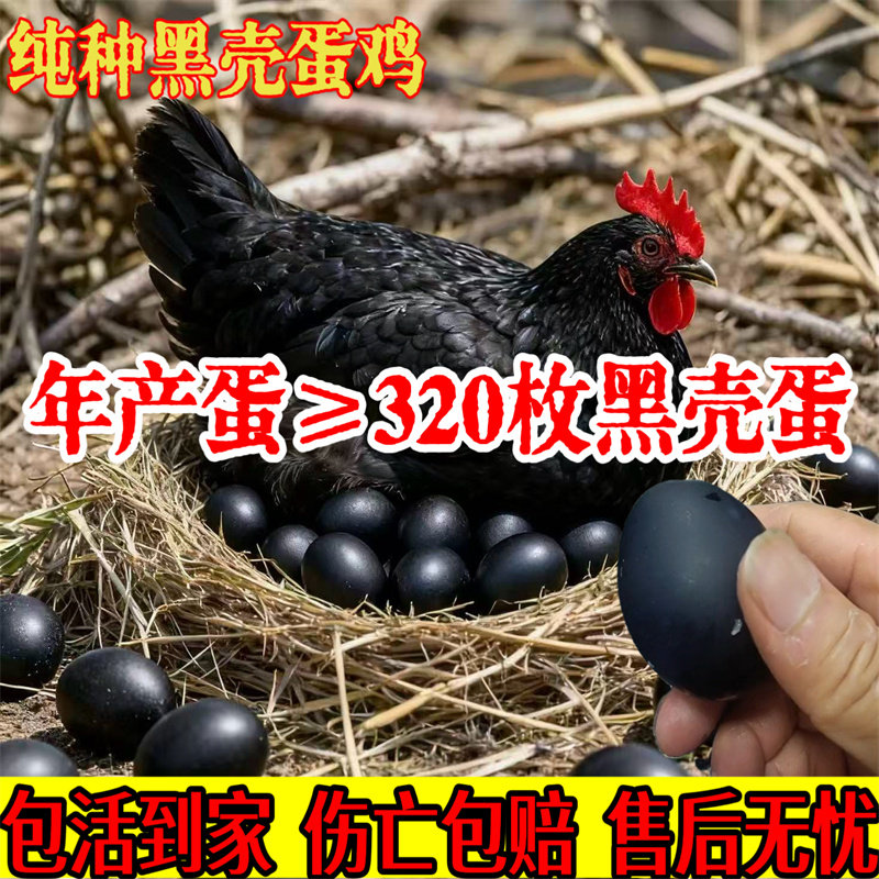 下黑壳蛋鸡活苗下黑壳蛋的鸡活苗黑鸡活苗土鸡活苗黑壳蛋小鸡活苗